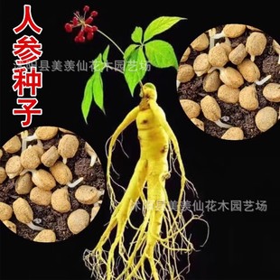 Changbai Mountain Ginseng Seed Planting Ginseng Seeds Ginseng Seedling Planting Potted American Ginseng and Wild Ginseng Seeds