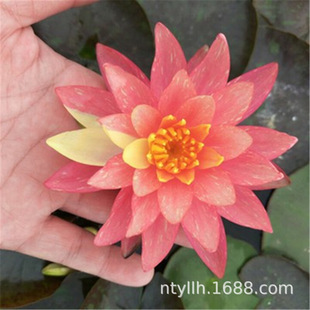 ˯ɏ���Kˮ��ֲ���ļ������_����ɏ�ɻ��玧ѿ��ˮ���������ԷNֲ