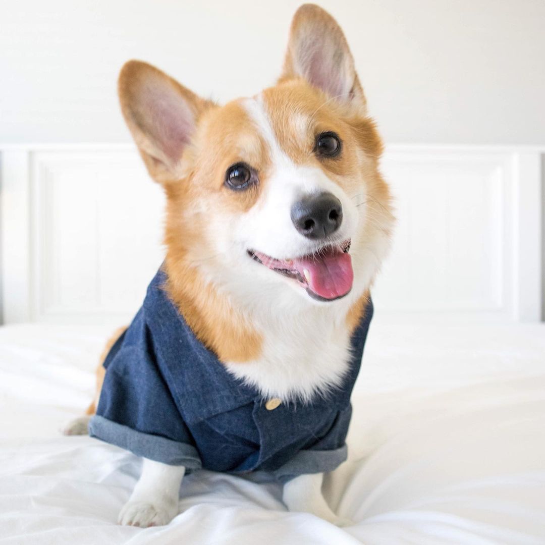 summer clothes for small dogs