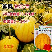 神奥金红2号礼品西瓜种子早熟杂交圆形糖度高黄皮红肉西瓜种子