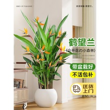 鹤望兰天堂鸟绿植盆栽带花苞客厅办公室内大型植物落地大盆景禄植