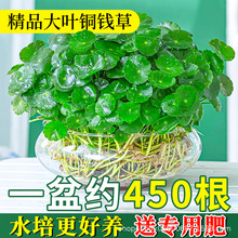 铜钱草水培植物盆栽金钱草大叶小叶室内客厅四季好养鱼缸水草绿植