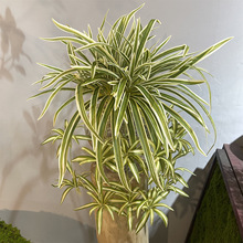 ����5����m�����쾰ֲ���~���b��֗U�پGֲ���Ò젝�ڔ[����ˇ