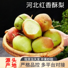 红香酥梨新鲜水果摘香梨装应季梨子整箱包脆甜多汁香梨一件代发