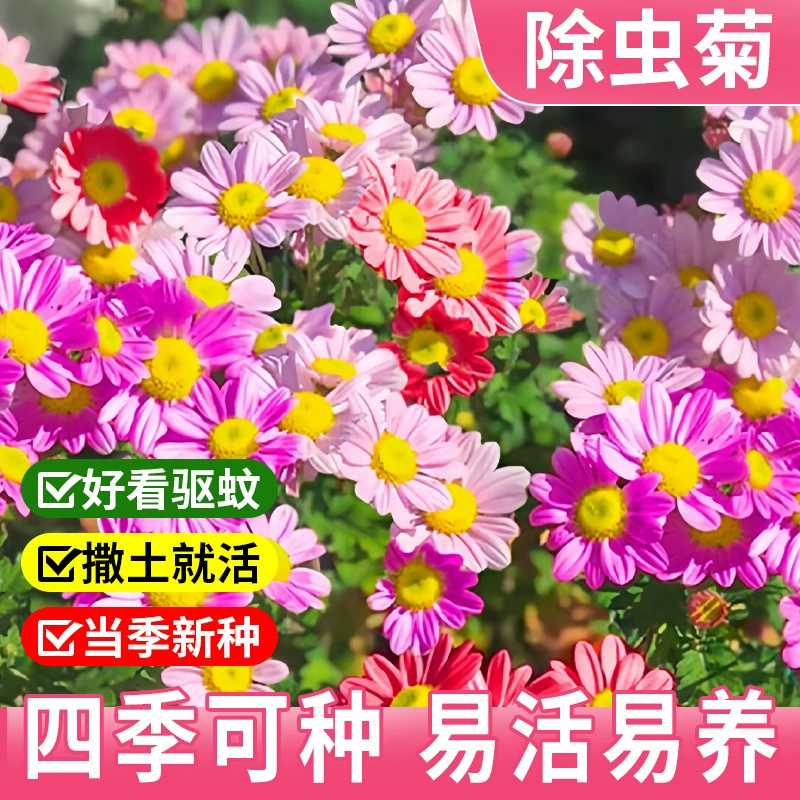 Смешанные цветные семена хризантемы, семена травы от комаров, семена цветов в горшках, которые легко выращивать в любое время года, семена для балкона и двора.
