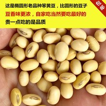 2023年农家自种笨黄豆新大豆非转基因椭圆形老品种打豆浆杂粮五斤