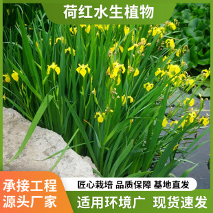 Yellow Flower Iris, Yellow Calamus, Aquatic Florals, Aquatic Plants, Fish Ponds, Pond Greening Plants, Yellow Calamus Seedlings