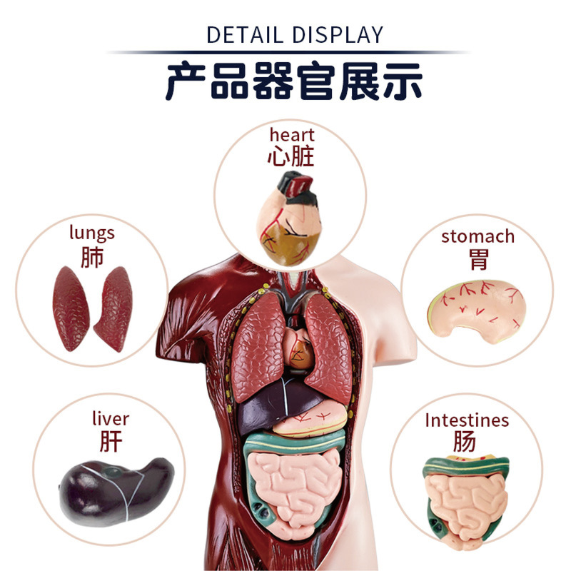 国境を越えたおもちゃ早期教育人間の臓器骨格モデルセット科学と教育小中学生 DIY 組み立て子供のパズル|undefined