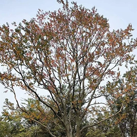 乔木;种子;园林果树