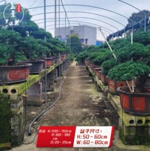 罗汉松盆景入户迎客真树可净化空气适合办公桌的室内室外景观盆栽