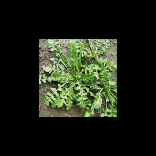 Ұ�j�˷N�� �������ͺ�Ұ��Ұ���j�˷N���̨�����ļ����߲˷N��