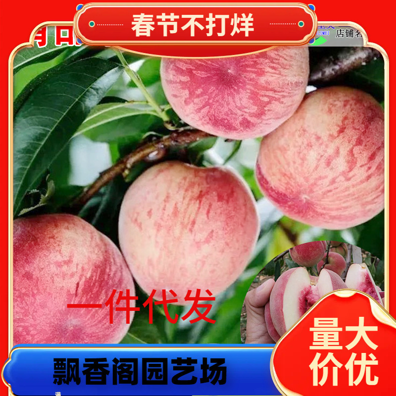 一件代发早熟桃树果苗嫁接地栽带土新品种南方北方种植特大冬桃水