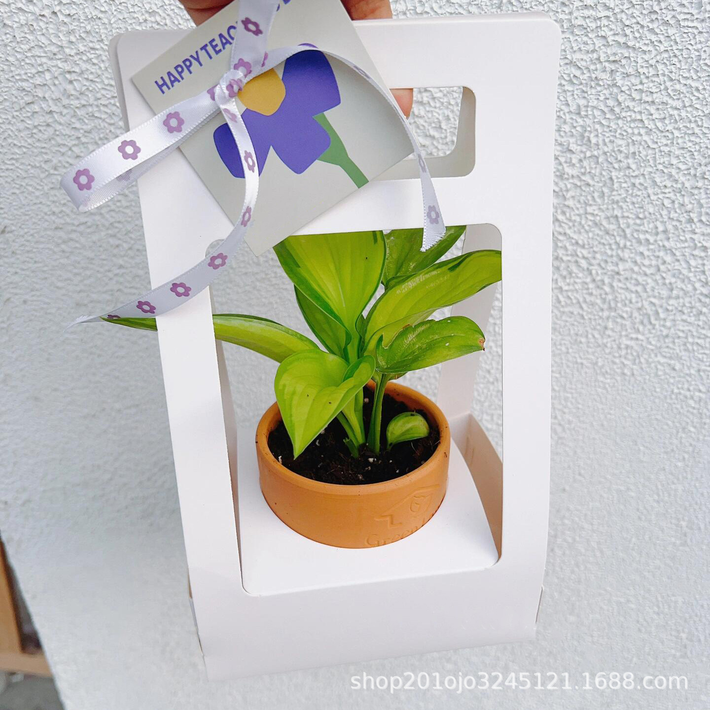 盆栽大号 (2).jpeg