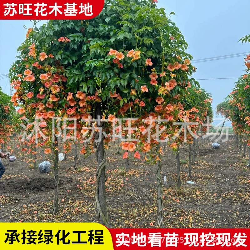 Оптовая поставка американских рассады ранней славы, лазающих цветов ранней славы, лазающих растений для двора, деревьев ранней славы.