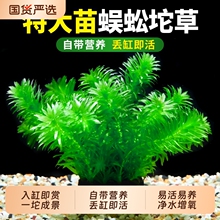 �������ˮ��ֲ���~���쾰�b���������G����Gֲ���~����ˮ�|