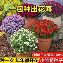 С�r�շN���ļ��׷N�ͺ����Կ����`ϵ�л����������������̨��