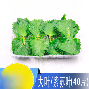 r~ K~ r[P~Ƶ͔[˱Pbϔ[P