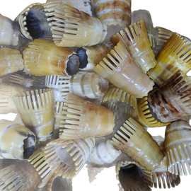 白牦牛角半截洗头梳，按摩洗头梳，牛角筒梳防脱发固发养发