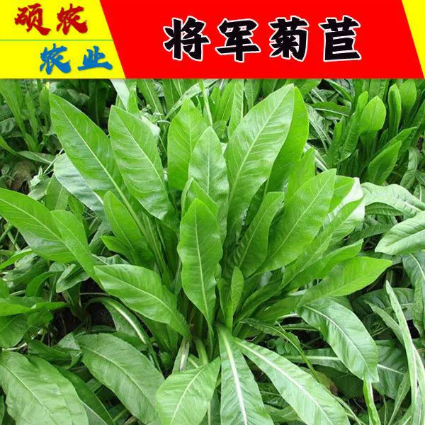 Общий Цикорий Семена цикория большой лист четыре сезона зеленый многолетний пастбищ семена травы свинья Крупный рогатый скот овцы курица утка гусь сто зеленых Asteraceae