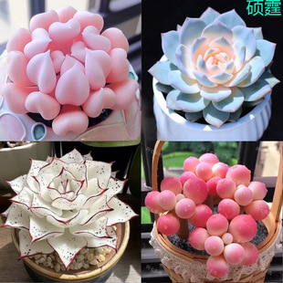 �¿����ֲ�����ԽM�ς�Ӱ���ۼt�������ֺ��B�ͺ��k������