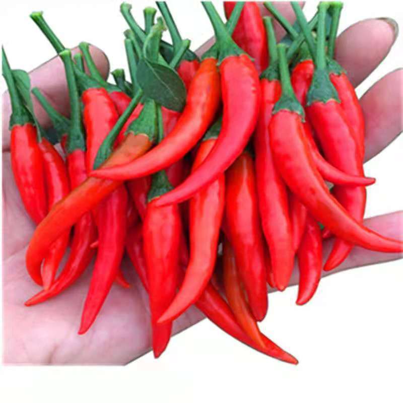 millet Yunnan specialty millet Pepper wholesale Special spicy Cross border Electricity supplier wholesale factory On behalf of