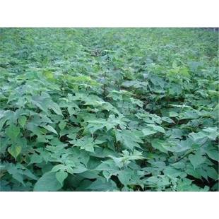 �s������N���²��i��������Ϙ�������������Ӽٗ�÷�߮a����