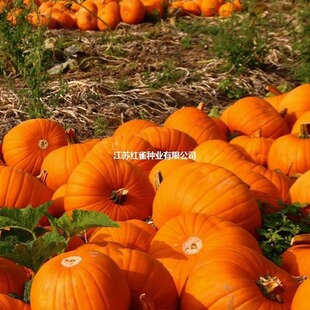 �����ϹϷN�ݾ�������Сؐؐ�����ϷN���ļ��߲˷N���̨�Nֲ��ȫ