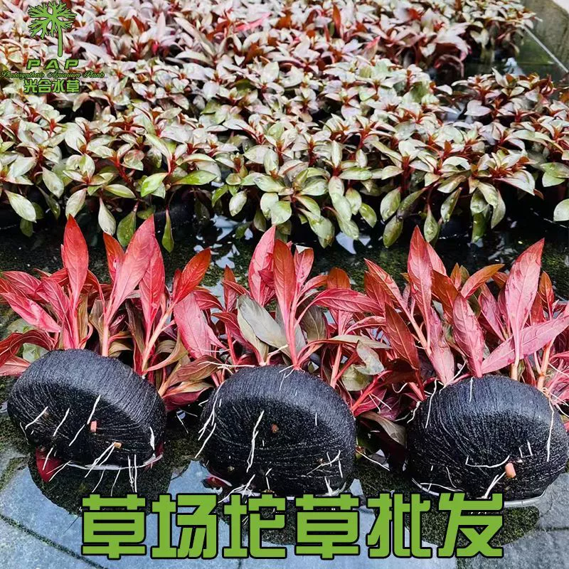 Туо трава кровь сердце Орхидея Туо трава большой красный лист Туо трава ленивый водная Трава Пейзаж живая настоящая водная трава оптом фотосинтетическая водная трава