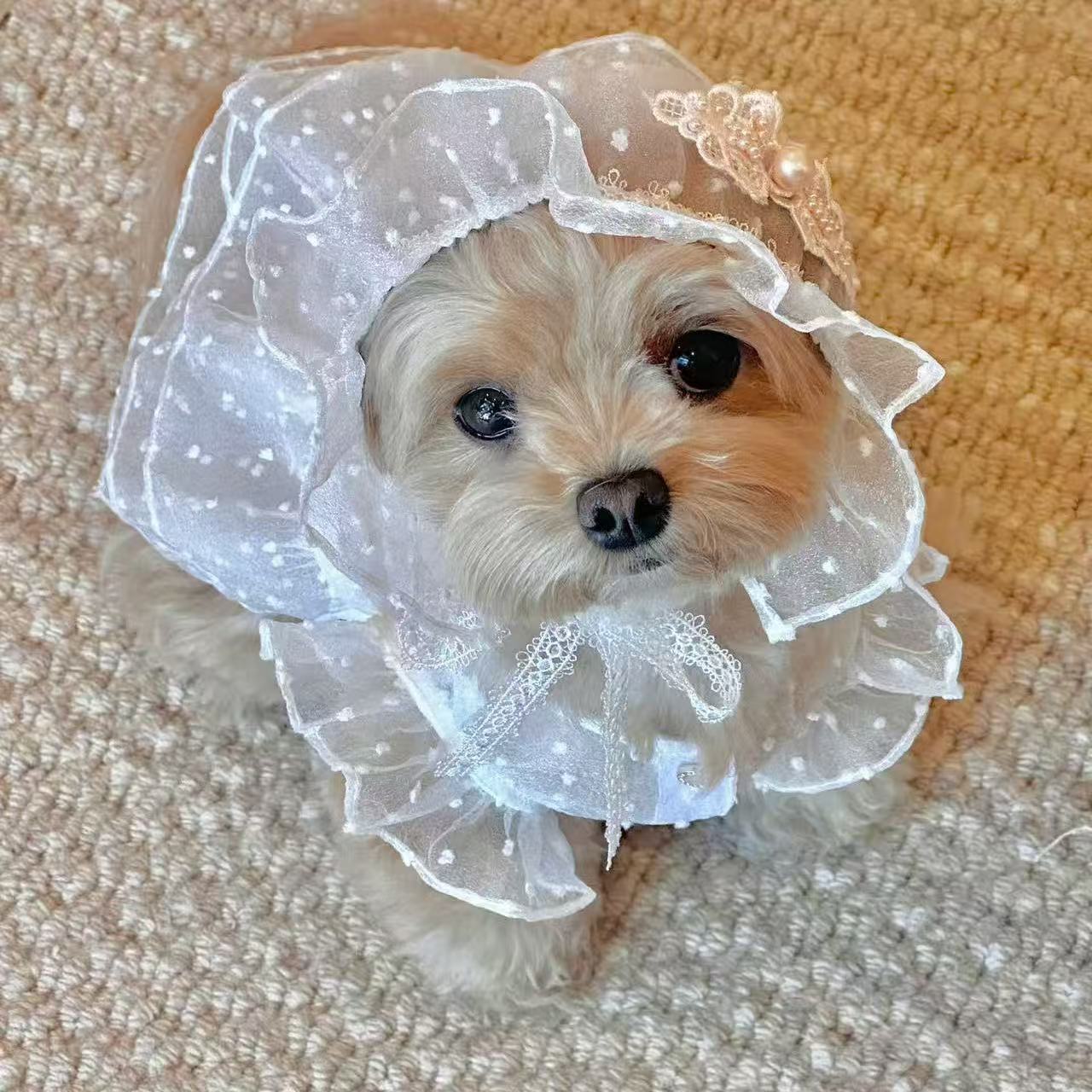 Spring Summer Lace Princess Dress Pet Clothes Dog Cat Universal Teddy Bichon_voghion.com