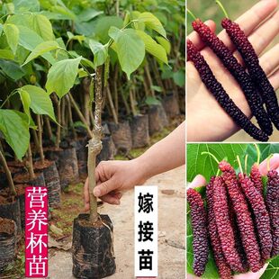 ɣ�ؘ����ļ�ɣ������̨������Lɣ�����B�Q�������Ե���