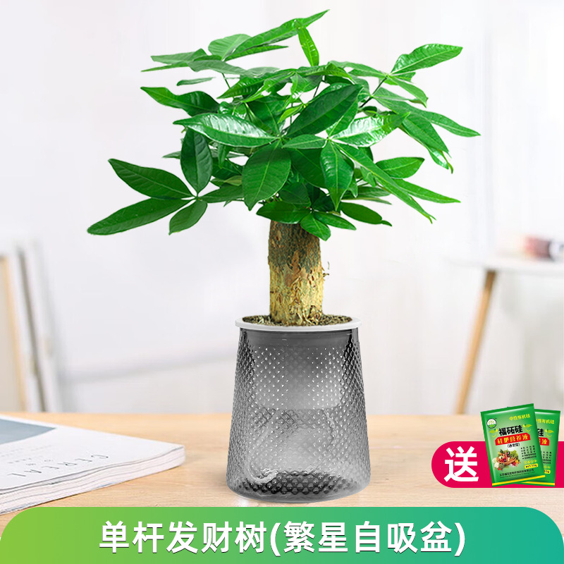 머니트리(별분지) + 영양액