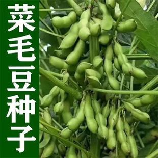 �G��ʯë���N����ë����ë���N��ԭ�b�ļ��߲˷N�Ӵ�ȫ�˷N�Ӵ��l