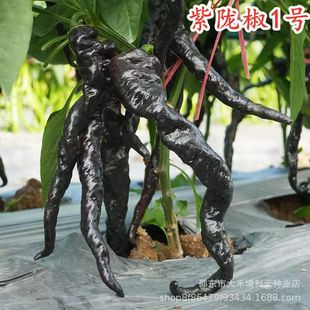 ���]���N����ɫ�����N�Ѻ��ݽz�������ļ��r���̨�߮a�߲���