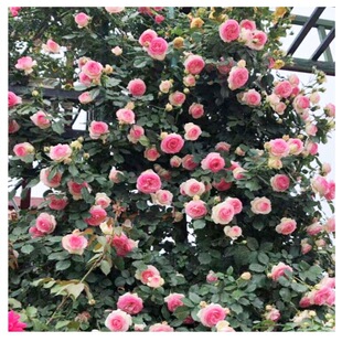 Wholesale Wall Greening Vine Rose Seedlings Angela Dahongpao Complete Variety Potted Ground Planting Free Shipping