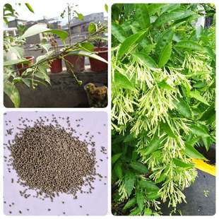 ҹ����N�������̨ҹ�㻨�N����ú�ҹ�m��ҹ����ǧ����N��