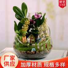 微景观斜口玻璃花瓶苔藓多肉DIY生态瓶水培花器家居苔藓多肉造景