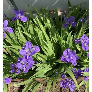 �{�������Sβ����ͥԺ���^�޸������ļ��׷N�����Sβ���ͺ��ͺ�