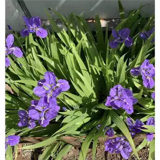 蓝花菖蒲鸢尾花苗庭院景观宿根花卉四季易种花苗鸢尾花耐寒耐旱