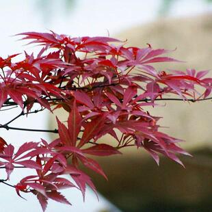 �uצ�ʘ���|���t��ɽ�t�~���ϱ�������ͥԺ���@�G���^�p���~���]