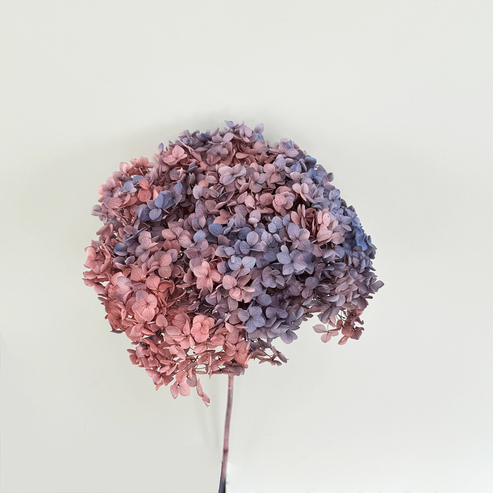 Té de leche con púrpura