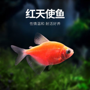 ��ʹ�~�Ꭷ�~ˮ�ݸ�Ⱥ���~��������ʹ�~�t��ʹ����ɫС���^�p�~