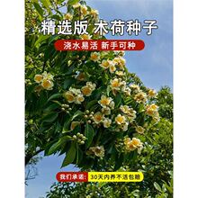 批发木荷种子林木种子木荷树种 荷木荷树种子园林绿化行道树种子