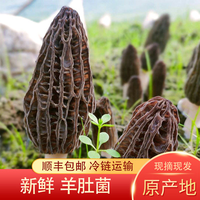 云南香格里拉新鲜羊肚菌餐饮生鲜大个头粗柄高原无沙羊肚菌可代发|ru