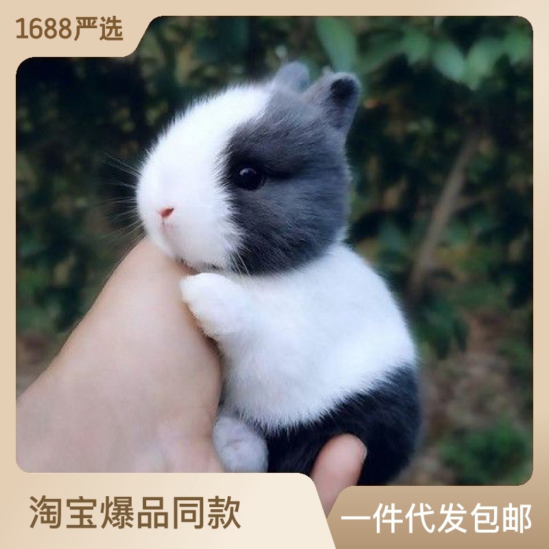 兔子 家兔小家养长不大垂耳兔迷你小型兔侏儒兔宠物公主小白兔-阿里巴巴