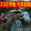 3-3.5 Turtle living thing Aquatic products ecology Xinhai Fresh Farm Stocking Soft-shelled turtle Turtles