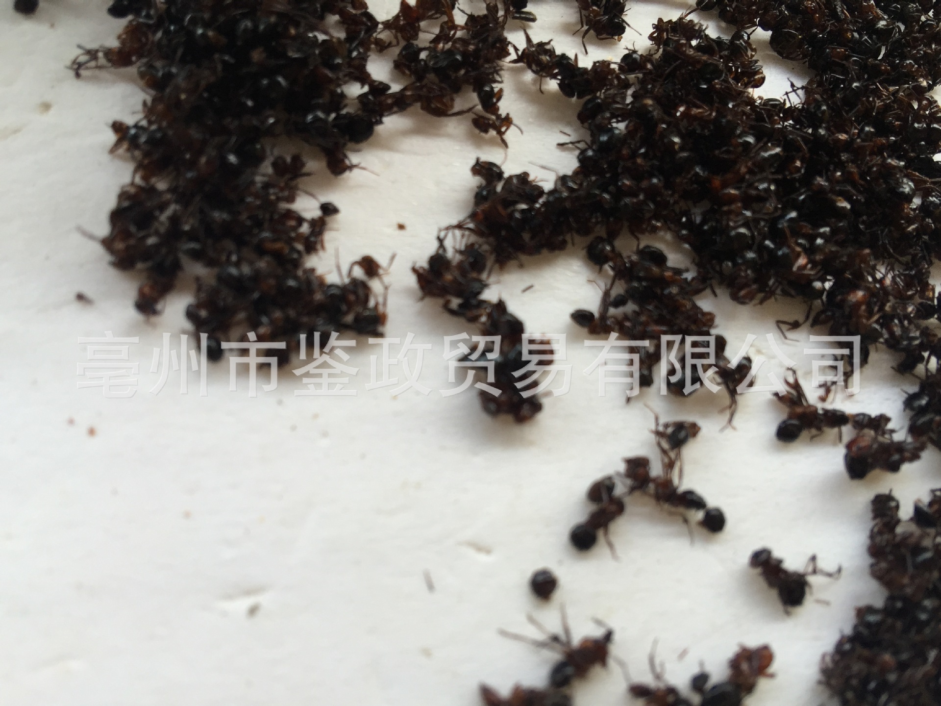 Dried Black Ant Whole Insect 500g Traditional Chinese Herbal Material for Infusion and Decoction Use quality and texture