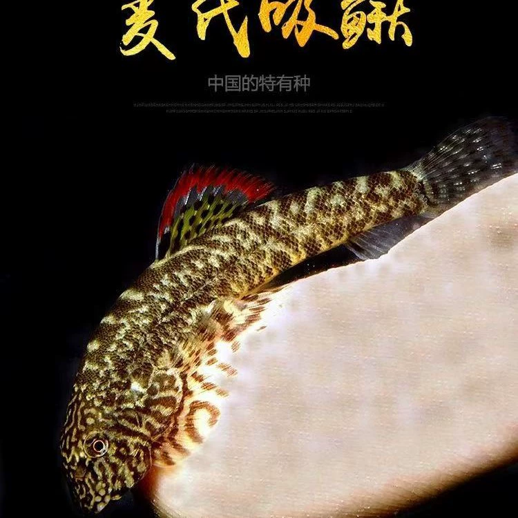 Оформительские рыбы Цин Даофу маи ци sucking loach каракатица скалная трубопроводная pipy рыба пресноводная холодная вода и водоросли Crock стена чистящая рыба инструмент рыба