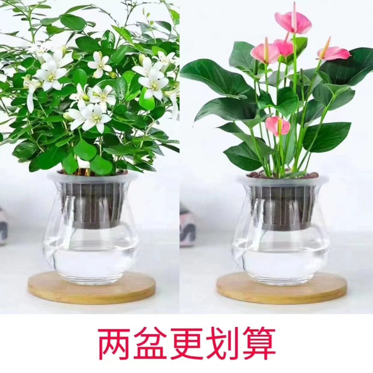 九里香盆栽浓香水培植物四季好养七里香树苗室内好养花卉驱蚊绿植