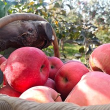 新疆阿克苏红旗坡冰糖心苹果9斤家庭装8斤礼盒装2025现摘现装苹果