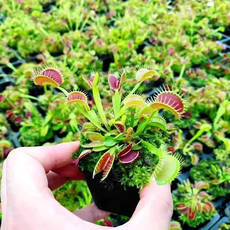 Tour géant clip flytrap taille 1.5-2cm